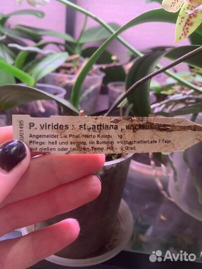 Орхидея фаленопсис