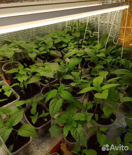 Продам рассаду петуний и перца ц 45р и30р
