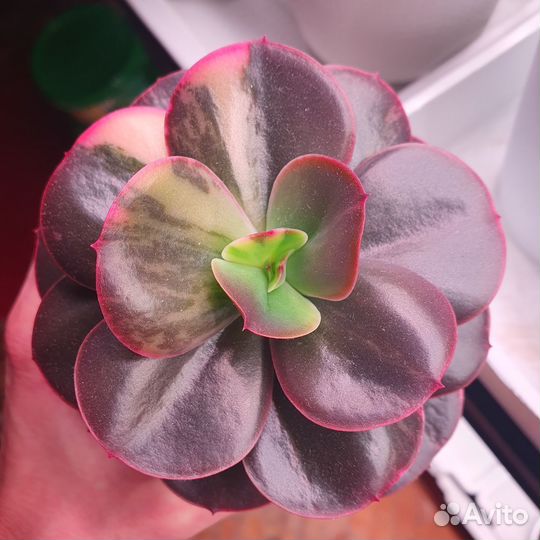 Суккуленты вариегатные