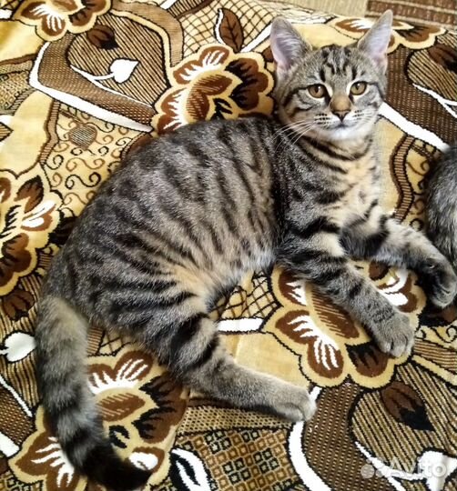 Кошечка, 3 месяца