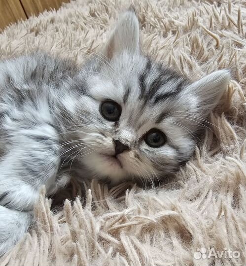 Шотландские котята
