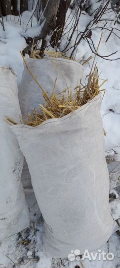 Солома