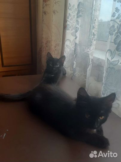 Котята в добрые руки бесплатно