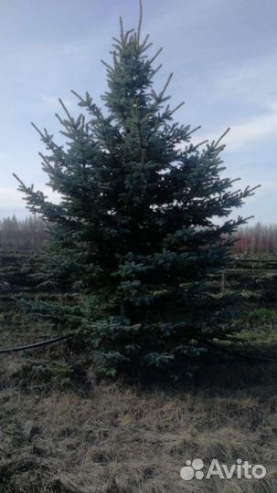 Голубые ели,пихты, Сибирские Ели, Сосны