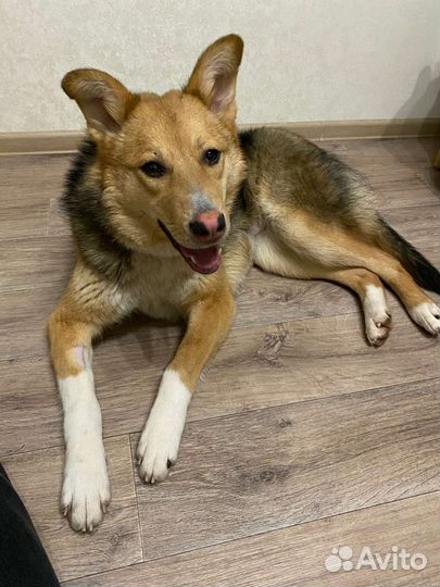 Собака ищем дом