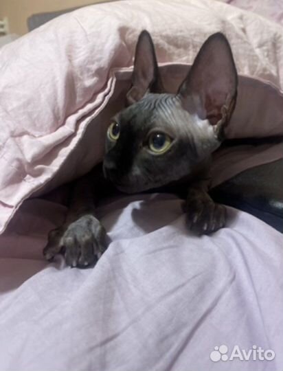 Канадский сфинкс на вязку