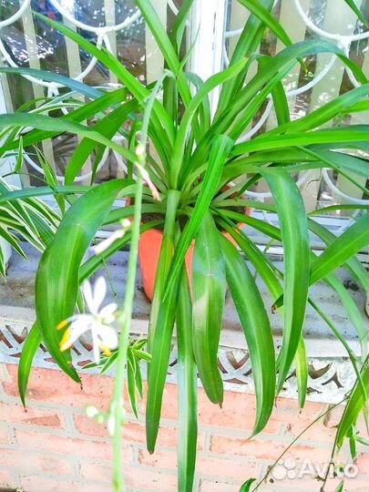 Хлорофитум