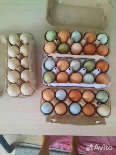Инкубационные яйца микс