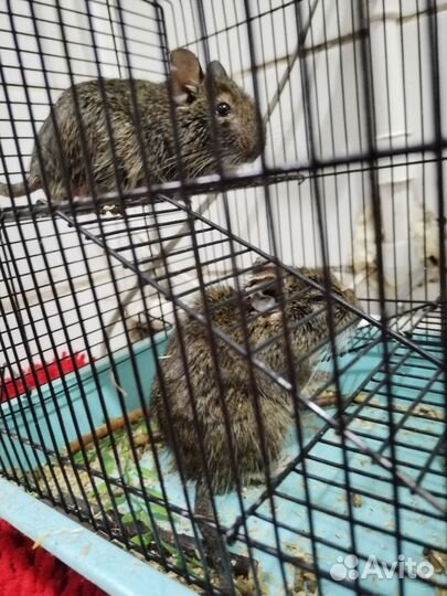 Чилийская белка дегу пара