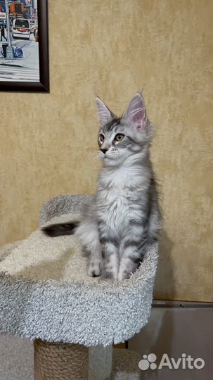 Кошечка