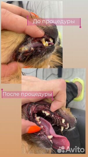 Стрижка собак и кошек