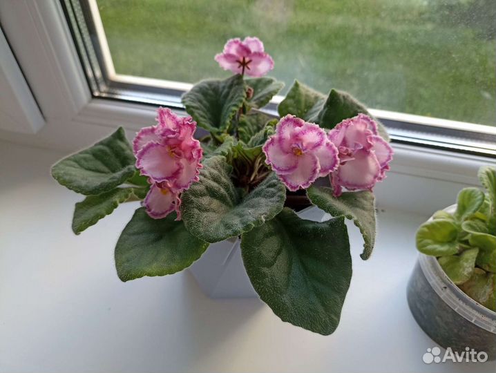 Фиалка двухцветная