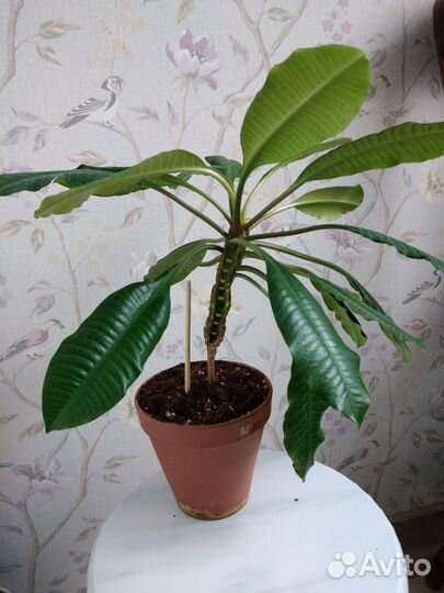 Комнатные цветы. Молочай беложильчатый