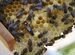 Принимаю заказы на пчеломаток Карника Ф1 2024