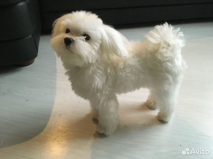 Вязка Мальтезе