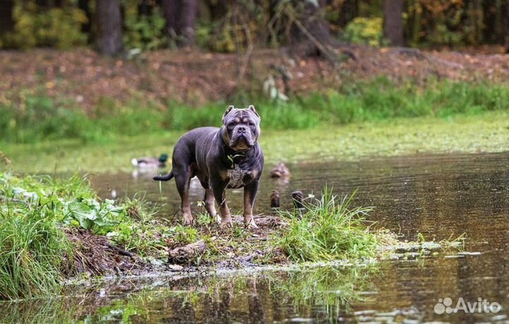 Американский булли покет вязка