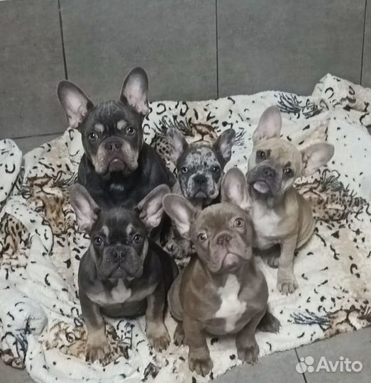 Французский бульдог щенки