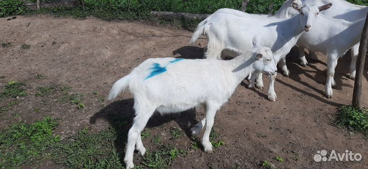 Зааненские козочки