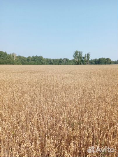 Фермерское хозяйство спк