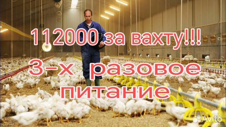 Вахта рабочие на птицефабрику /жилье и питание