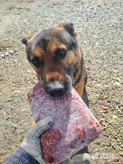 Фарш для собак