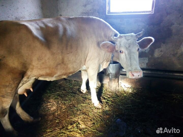 Продам корову