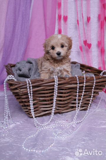 Мальтипу мини