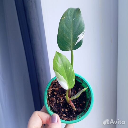 Филодендрон белый рыцарь