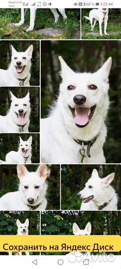 Метис швейцарской овчарки