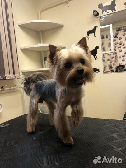 Вязка.Мальчик мини Йорк