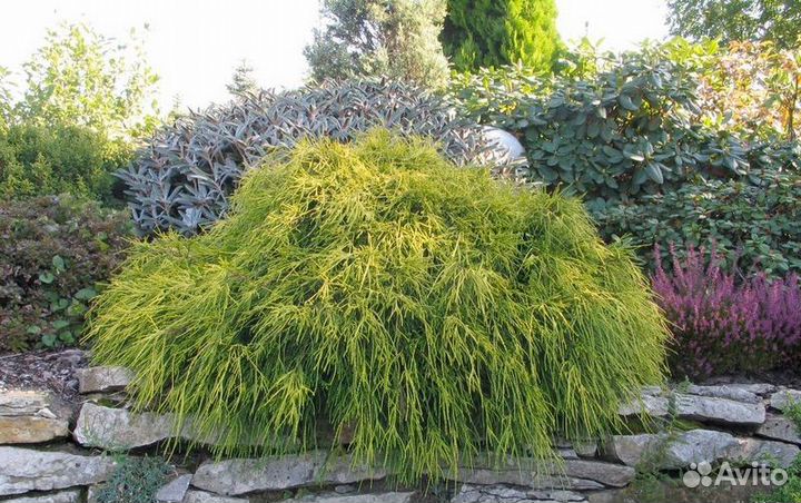 Кипарисовик Филифера нана, ель, нана грацилис
