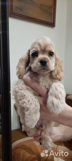 Кокер спаниель