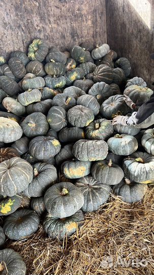 Продаю семена сорт жаба(мраморная)