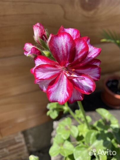 Королевские и плющелистные пеларгонии