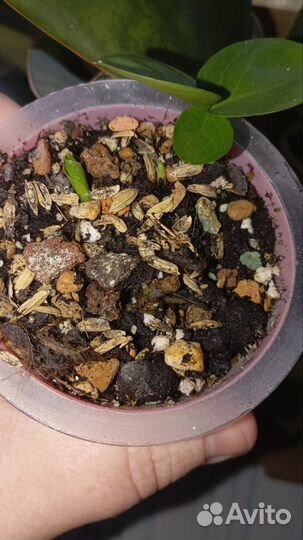 Продам набор замиокулькасов