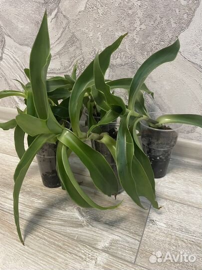 Цветок золотой ус