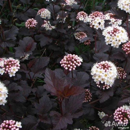 Пузыреплодник калинолистный, кустарники