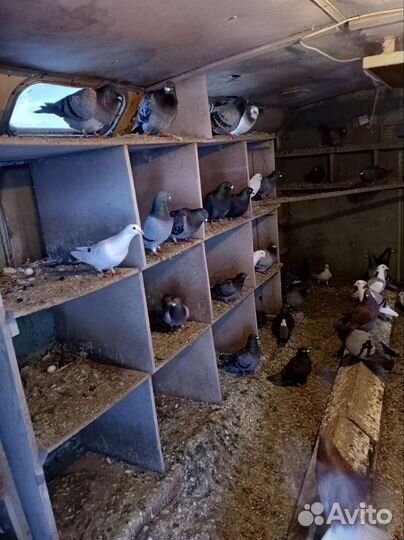 Голуби чехи