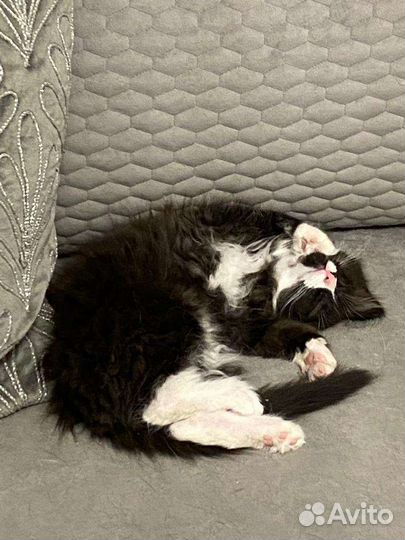 Пушистый котенок (маркиз) Дюша