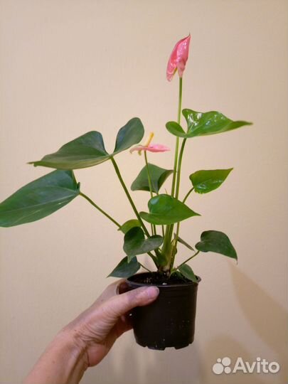 Антуриум. Спатифиллум варегатнй