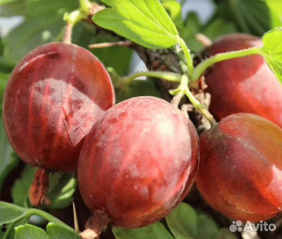 Саженцы Крыжовника Ленинградский великан купить в Тамбове | Товары для ...
