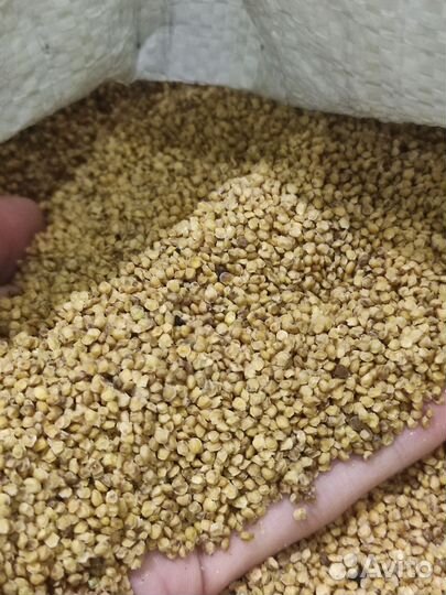 Жмых горчицы