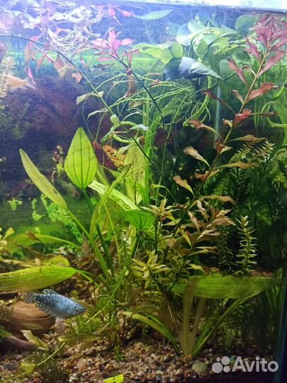 Аквариумные растения