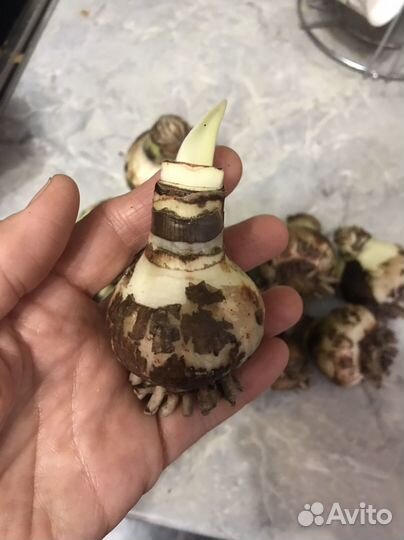 Луковица амариллиса минерва