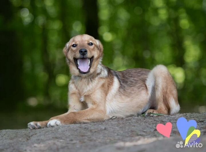 Щенок Истра, 8 мес., милая и нежная