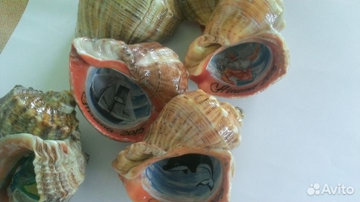 Сувенирный рапан