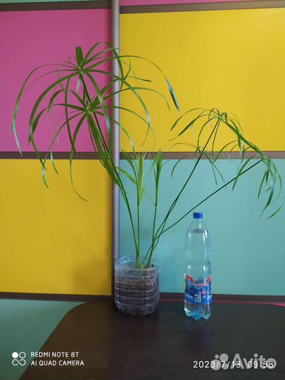 Циперус или Болотная пальма