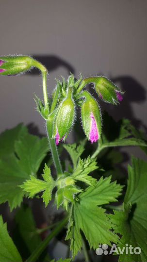 Пеларгония герань королевская