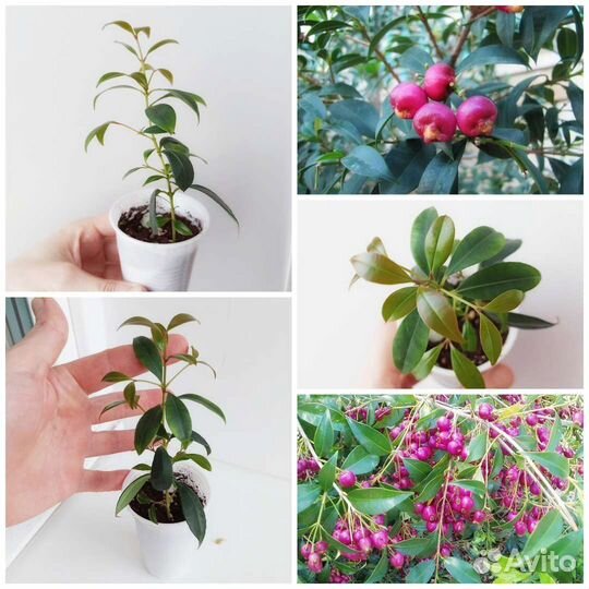 Редкая тропическая экзотика