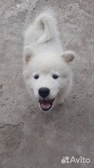 Самоед щенки